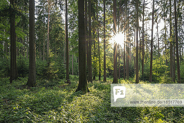 Germany  Bavaria  Sun shining through branches of forest trees in Franconian Jura