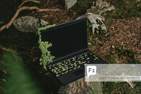 Laptop covered in moss on tree stump