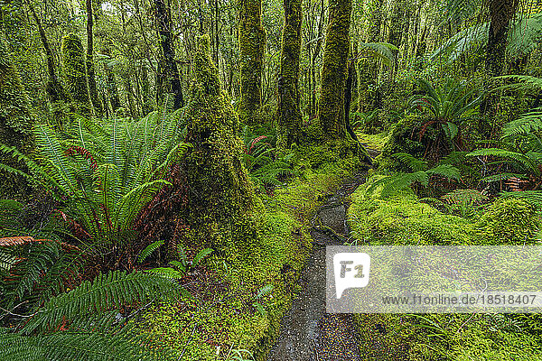 New Zealand  South Island  Narrow footpath in lush rainforest in Tutoko Valley