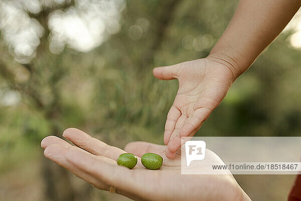 Hand of daughter giving olives to father