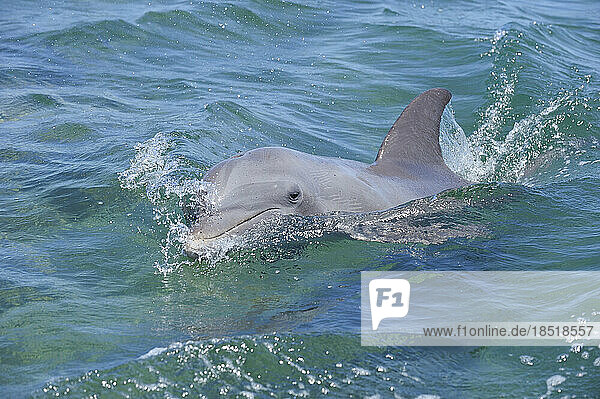 Bottle-nosed dolphin (Tursiops truncatus) swimming near surface in Caribbean Sea