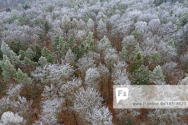 Aerial view of hoarfrosted forest in Steigerwald