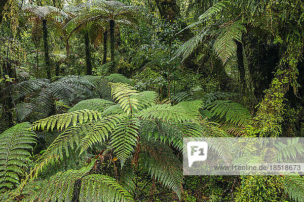 New Zealand  South Island New Zealand  Ferns in lush green temperate rainforest in Mt Cook National Park