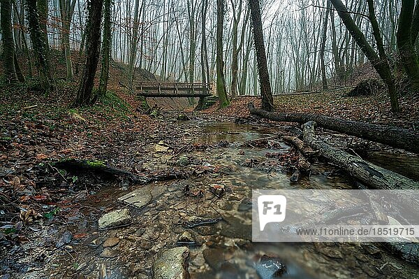 A small stream with crystal clear water in the forest of Zeiselmauer-Wolfpassing  Lower Austria  Austria from a low position with branches and tree trunks in the stream bed. The sky is wintry grey and foggy. There are no people to be seen on the hiking trail and on the small wooden bridge