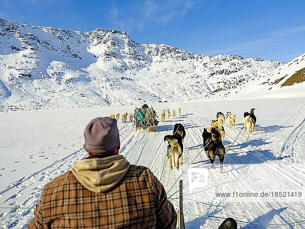 Inuit with their dog sled teams on the move  Tasiilaq  Ammassalik Island  Kommuneqarfik Sermersooq  East Greenland  Greenland  North America