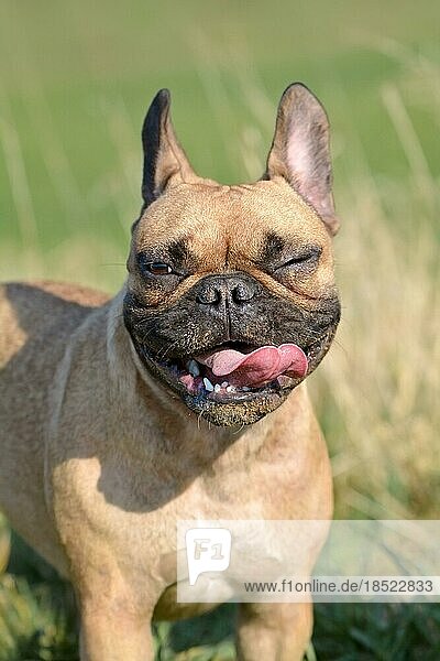 Niedliche französische Bulldogge mit lustigem Gesicht mit zwinkerndem Auge und heraushängender Zunge