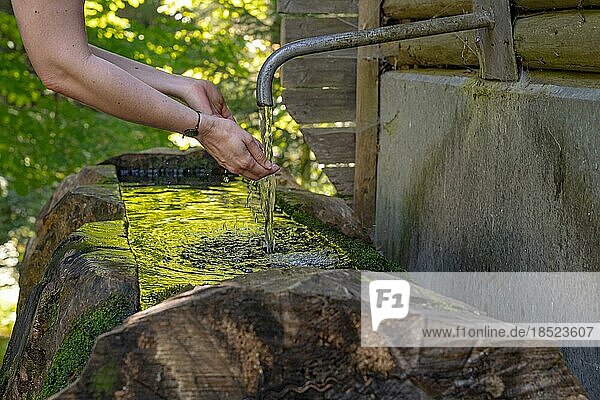 Wanderer Frau hält Hände in Brunnen  Sprollenhäuser Hut  Bad Wildbad  Schwarzwald  Deutschland  Europa