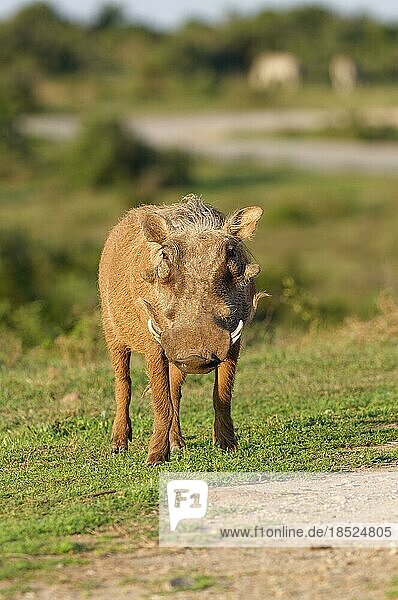Gewöhnliches Warzenschwein (Phacochoerus africanus)  erwachsenes Tier am Straßenrand  in Richtung Kamera  Addo Elephant National Park  Ostkap  Südafrika