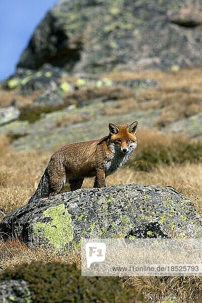 Red fox (Vulpes vulpes) among rocks in the mountains of the Alps  Gran Paradiso National Park  Italy  Europe