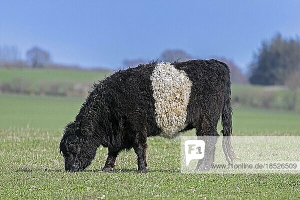Belted Galloway  Sheeted Galloway  Beltie  White-middled Galloway  traditional Scottish breed of beef cattle  cow grazing in pasture  field