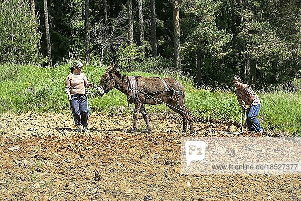 Farmers with donkeys working in the fields  Ostrodopen  Bulgaria  Europe