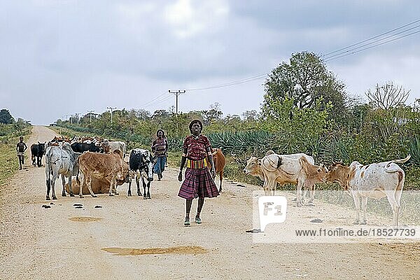 Two black women of the Banna  Banya tribe herding cattle along dirt road in the Lower Omo Valley  Debub Omo Zone  Southern Ethiopia