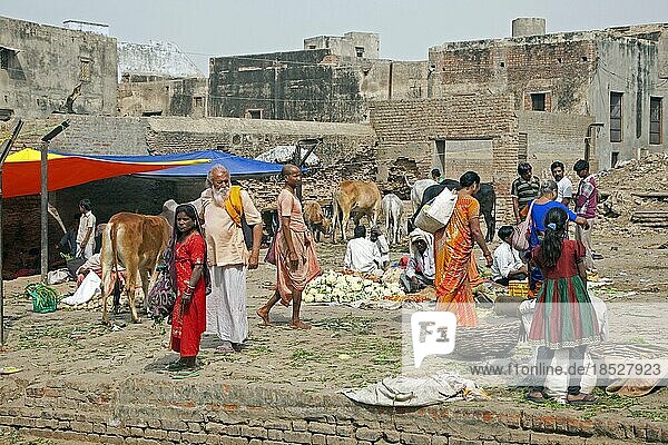 Frauen in Saris beim Einkaufen von Gemüse auf einem Markt in Vrindavan  Uttar Pradesh  Indien  Asien
