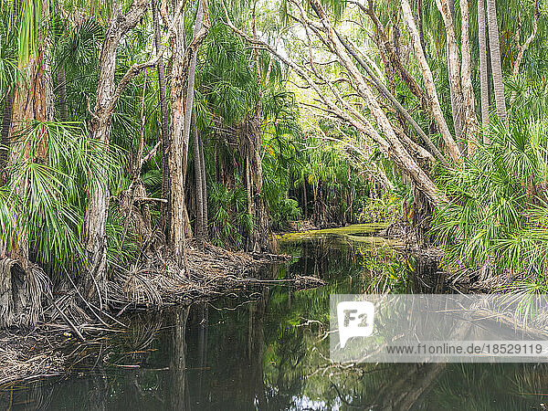 Australia  Queensland  Agnes Water  Lush trees along narrow creek in forest 