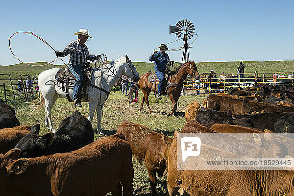 Rancher bei der Arbeit mit Rindern; Burwell  Nebraska  Vereinigte Staaten von Amerika