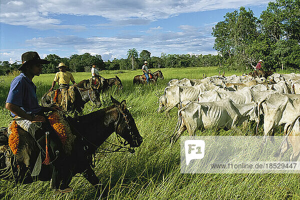 Cowboys auf Pferden treiben abgemagerte Zebu-Rinder zusammen; Pantanal  Brasilien