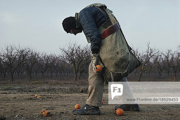 Ein älterer Mann pflückt Orangen in Kaliforniens Zitrusanbaugebiet; Orland  Nordkalifornien  Vereinigte Staaten von Amerika