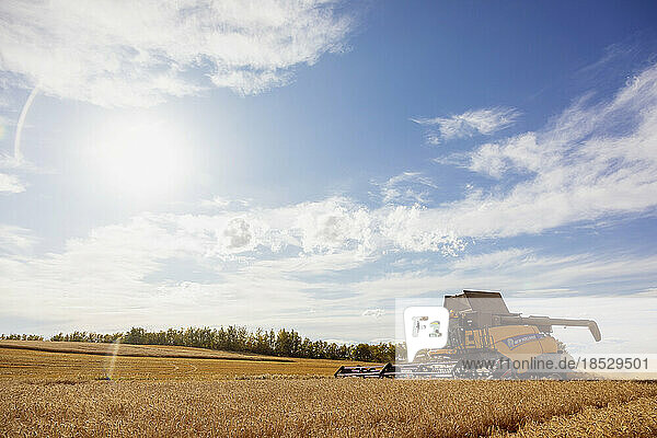 Combine harvesting a ripe wheat field during a fall harvest; Alcomdale  Alberta  Canada