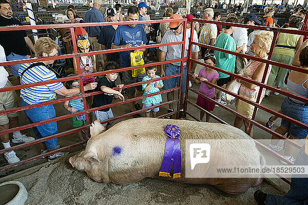 Ein Schwein gewinnt einen Wettbewerb mit dem Rekordgewicht von 1259 Pfund; Des Moines  Iowa  Vereinigte Staaten von Amerika