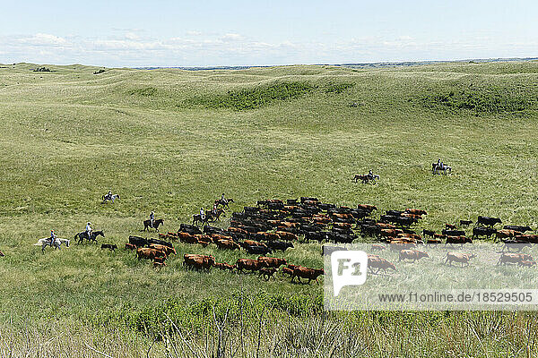 Ranchers on horseback  rounding up cattle; Burwell  Nebraska  United States of America