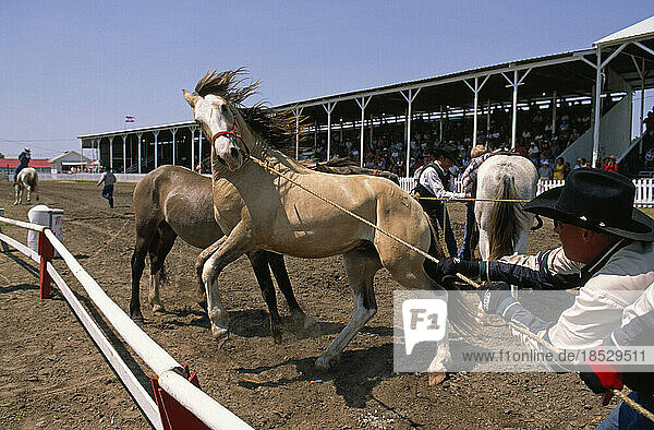 Männer versuchen  die Pferde bei Nebraskas großem Rodeo in Burwell zu kontrollieren; Burwell  Nebraska  Vereinigte Staaten von Amerika