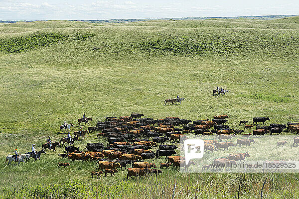 Rancher auf Pferden  die ihr Vieh zusammentreiben; Burwell  Nebraska  Vereinigte Staaten von Amerika