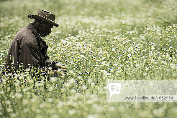 Mann sitzt in einem Feld mit Matricaria chamomilla  allgemein bekannt als Kamille; Ruanda
