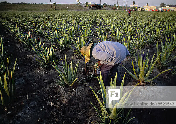Ein Arbeiter durchforstet ein Feld mit Aloe-Pflanzen auf einer Aloe-Farm in der Nähe von Harlingen  Texas  USA. Die Blätter werden zu Salben  Kosmetika und Getränken verarbeitet. Die meisten der Farmarbeiter sind resident aliens   mexikanische Staatsbürger mit Green Cards  die ihnen die Arbeit in den Vereinigten Staaten erlauben; Texas  Vereinigte Staaten von Amerika