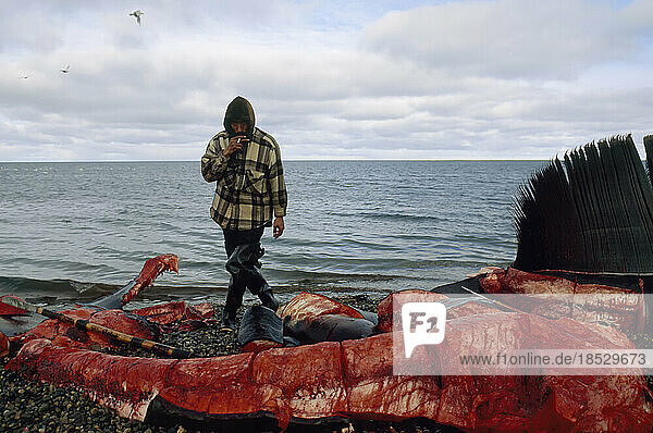 Inuit-Jäger mit einem aufgeschnittenen Wal-Kadaver in Nord-Alaska; North Slope  Alaska  Vereinigte Staaten von Amerika