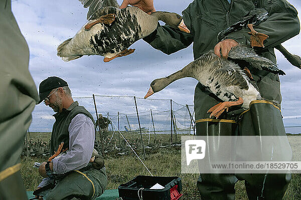 Forscher markieren Weißwangengänse (Anser albifrons); North Slope  Alaska  Vereinigte Staaten von Amerika