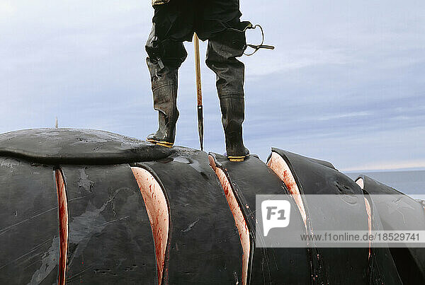 An Inuit hunter slices blubber on a whale carcass; North Slope  Alaska  United States of America