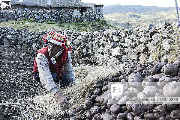 Kartoffelbauer bei der Arbeit auf seinem Hof in der Region Cusco in Peru; Cusco  Peru