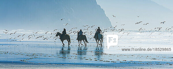 Möwen fliegen um drei Reiter am Strand an einem sonnigen Tag an der Küste von Kalifornien; Morro Bay  Kalifornien  Vereinigte Staaten von Amerika