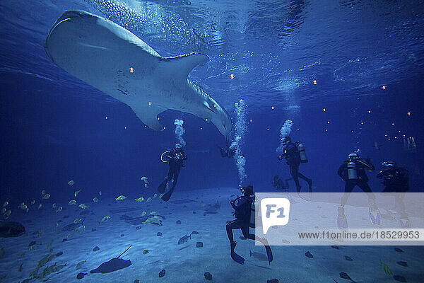 Divers interact with whale sharks (Rhincodon Typus) and fish at Georgia Aquarium's Ocean Voyager tank; Atlanta  Georgia  United States of America
