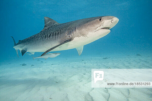 Unterwasseraufnahme eines Tigerhais (Galeocerdo cuvier)  der im Atlantischen Ozean am Tiger Beach auf den Bahamas über den sandigen Boden schwimmt; Bahamas