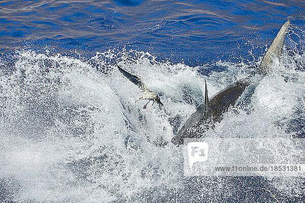 This Western Gull (Larus occidentalis) came very close to being a side dish when this Great white shark (Carcharodon carcharias) took a floating bait during a feeding off Guadalupe Island  Mexico; Guadalupe Island  Mexico