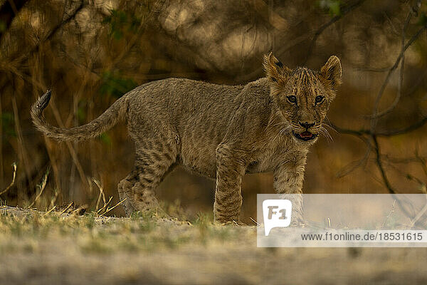 Löwenjunges (Panthera leo) steht auf sandigem Boden und starrt in den Chobe-Nationalpark; Chobe  Botswana
