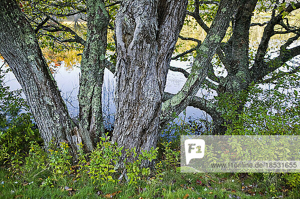 Großer Baum in der Nähe von Wasser und herbstlich gefärbtem Laub im Acadia National Park; Maine  Vereinigte Staaten von Amerika
