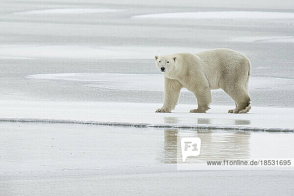 Porträt eines Eisbären (Ursus maritimus)  der auf dem Eis läuft  mit einer Spiegelung in der Oberfläche; Churchill  Manitoba  Kanada