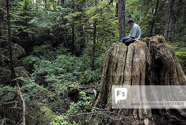 Junger Mann sitzt auf einem großen Baumstumpf in einem dichten Wald im Pacific Rim National Park  BC  Kanada; Vancouver Island  British Columbia  Kanada