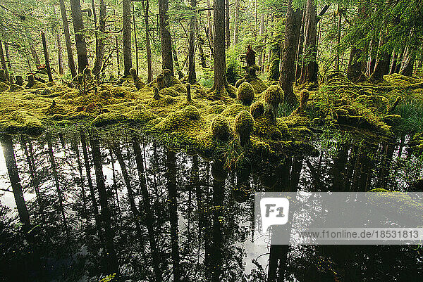 Moss-covered stumps in a temperate rain forest  Nailoon Park  Queen Charlotte Islands  BC  Canada; Haida Gwaii  British Columbia  Canada