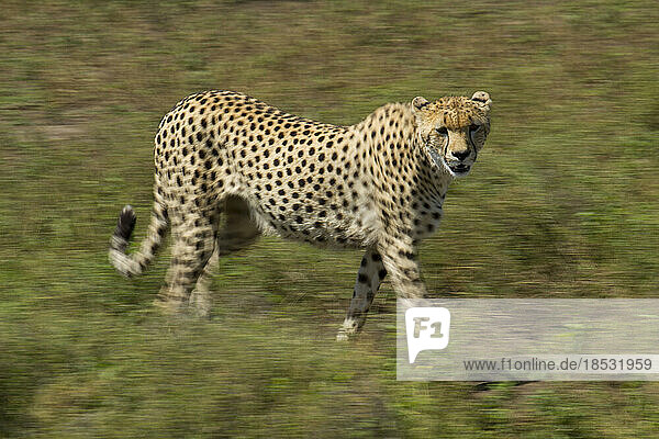 Motion blur of a Cheetah (Acinonyx jubatus) stalking across the African savanna in Serengeti National Park Tanzania