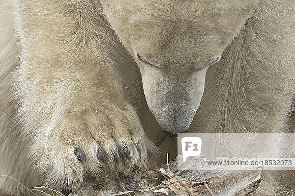 Nahaufnahme von Kopf und Tatze eines Eisbären (Ursus maritimus)  der über Treibholz am Ufer der Hudson Bay schreitet; Churchill  Manitoba  Kanada