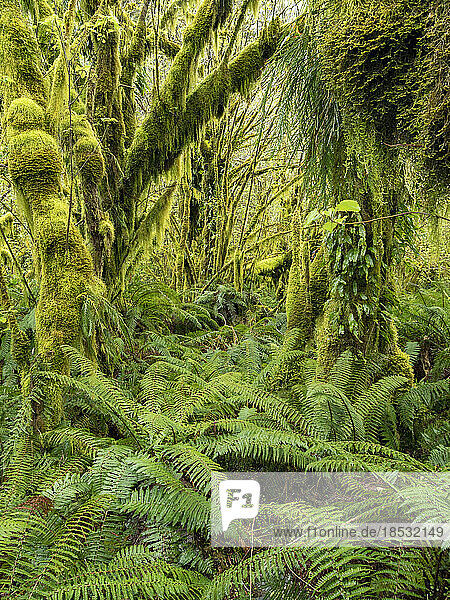 Detailaufnahme eines üppigen Regenwaldes am Milford Track; Milford Sound  Milford Track  Südinsel  Neuseeland