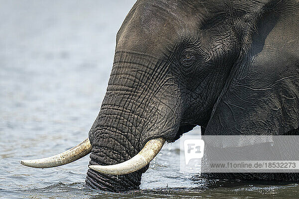 Nahaufnahme eines afrikanischen Buschelefanten (Loxodonta africana) im Fluss im Chobe National Park; Chobe  Botswana