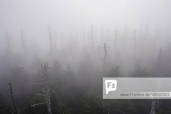 Dead trees in the mist at Clingmans Dome in Great Smoky Mountains National Park  USA; Tennessee  United States of America