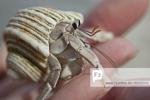 Hand holding a hermit crab; Seychelles