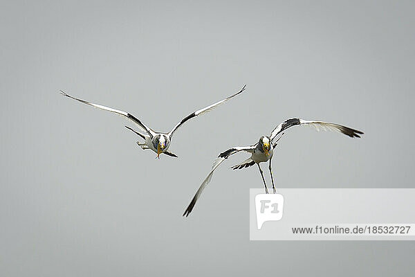 Zwei Weißscheitelkiebitze (Vanellus albiceps) fliegen gegen den blauen Himmel im Chobe-Nationalpark; Chobe  Botsuana