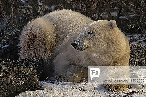 Polar bear (Ursus maritimus) resting on the shores on Hudson Bay; Churchill  Manitoba  Canada
