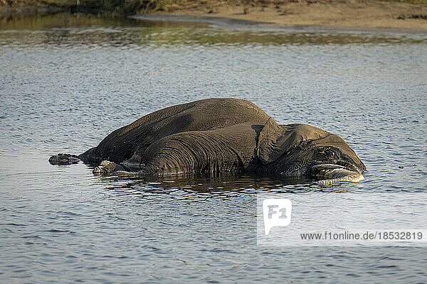 Toter afrikanischer Buschelefant (Loxodonta africana) liegt im Fluss im Chobe-Nationalpark; Chobe  Botswana